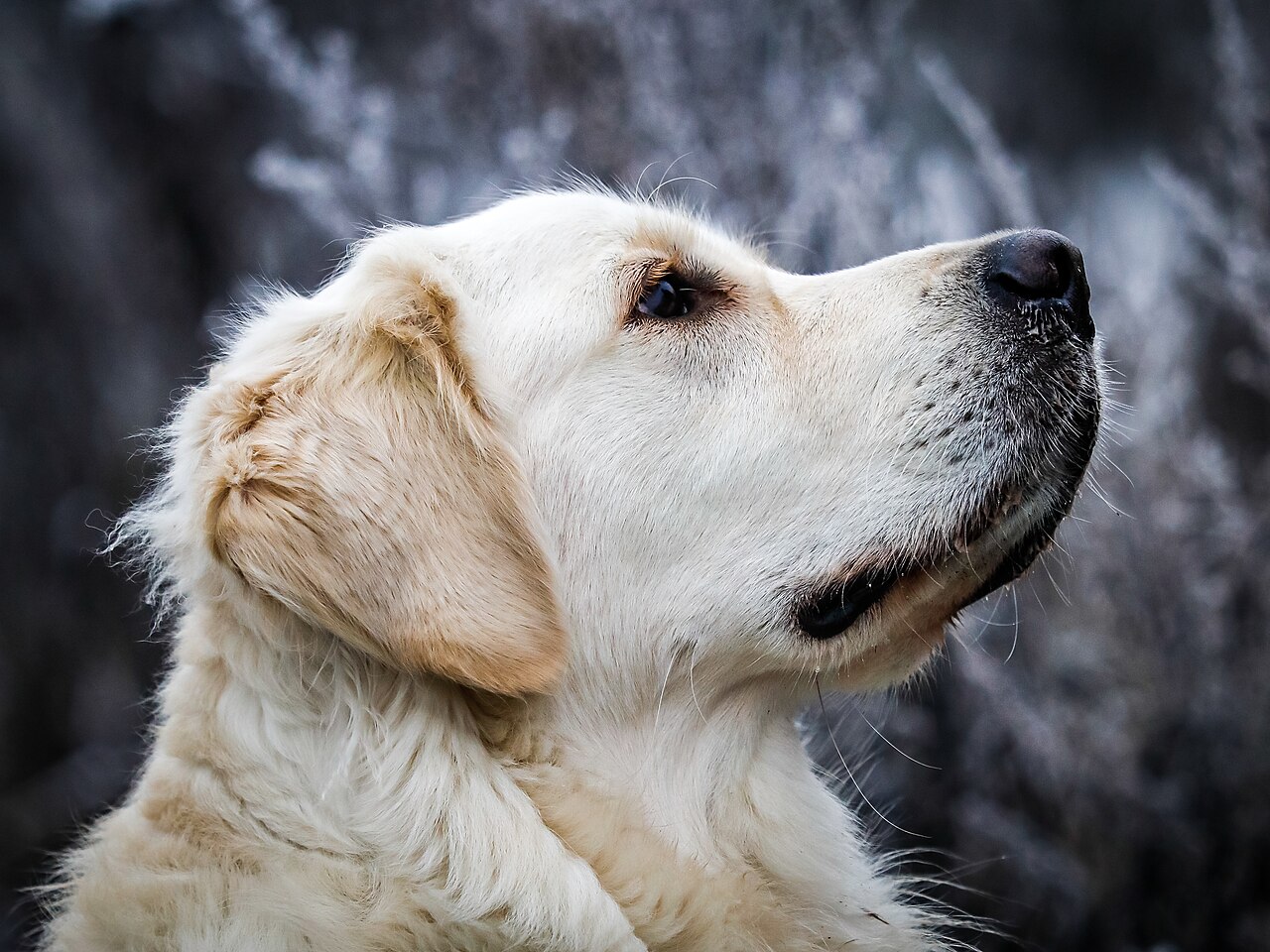 Cane