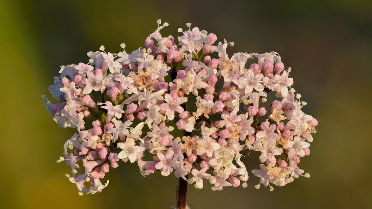 Valeriana officinalis