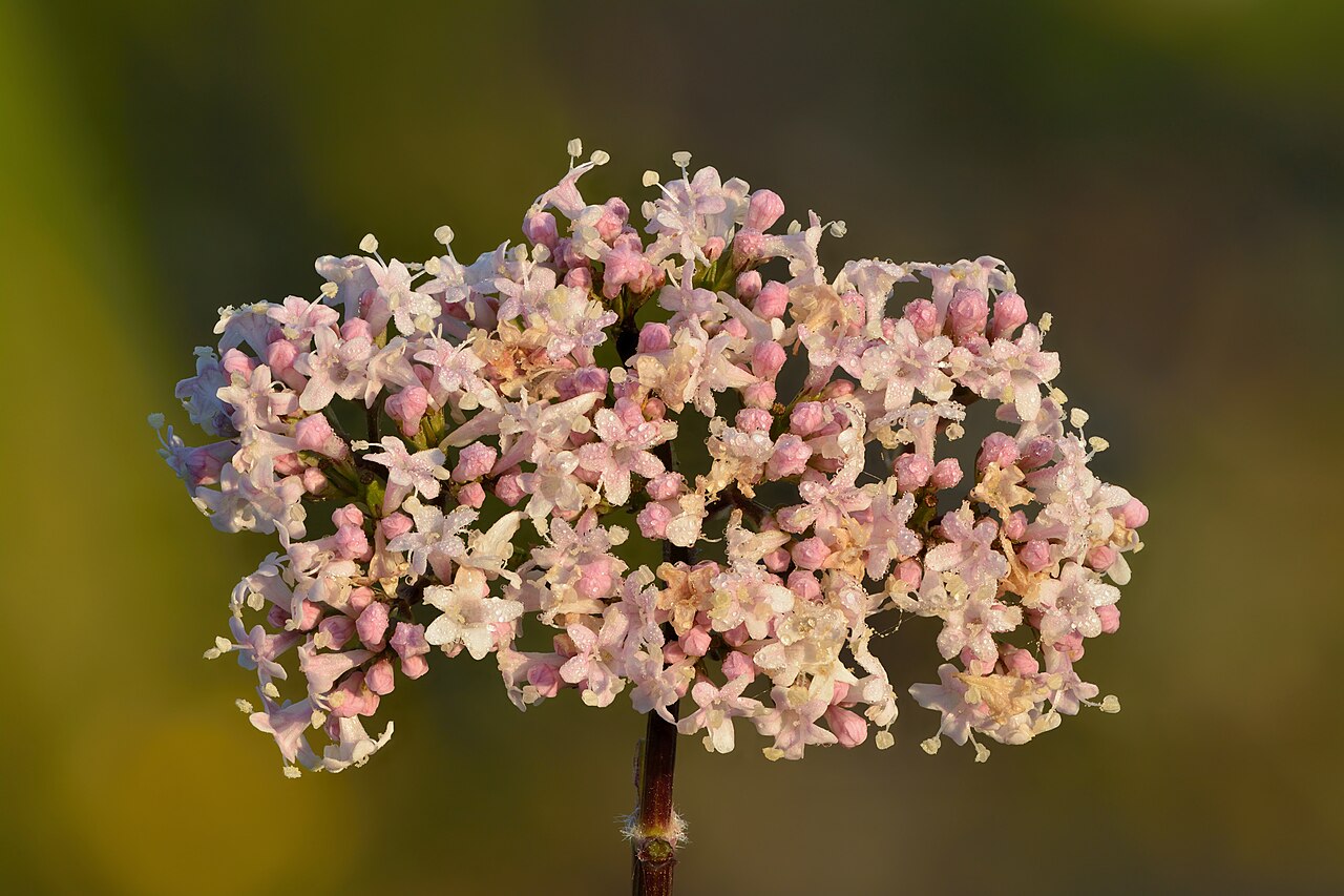 Valeriana officinalis