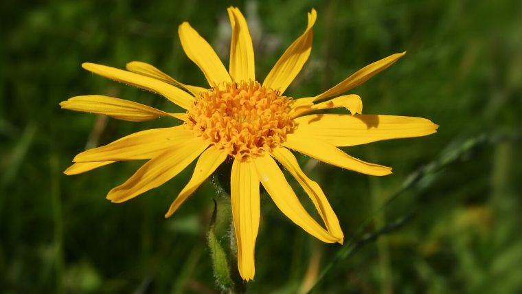 Fiori di arnica montana
