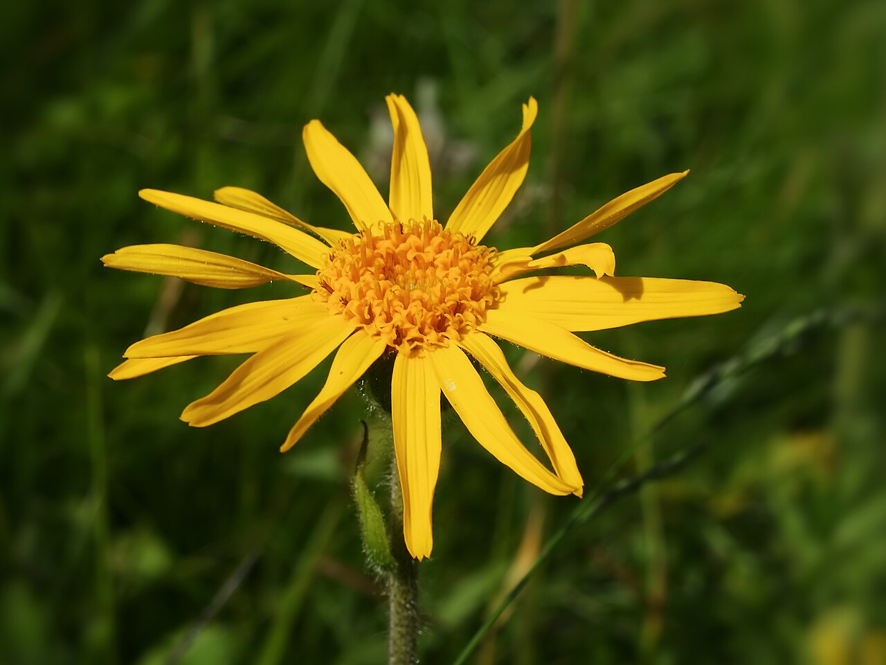 Fiori di arnica montana