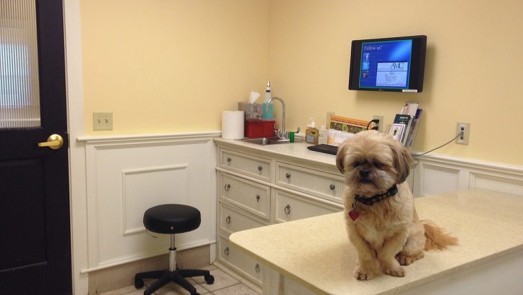 Cane in ufficio