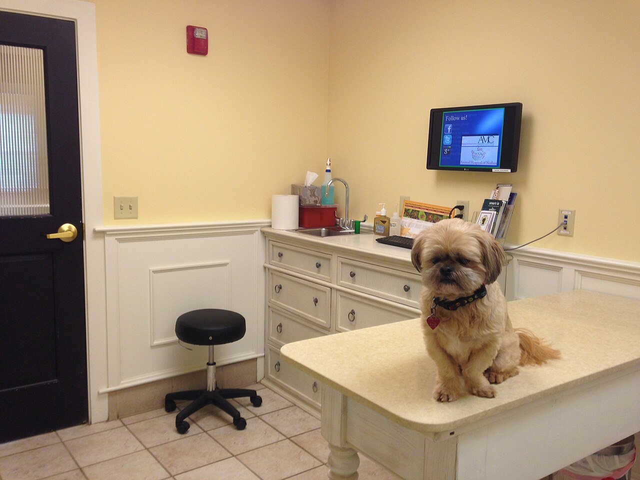 Cane in ufficio