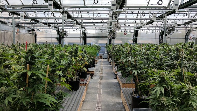 Pianta di cannabis