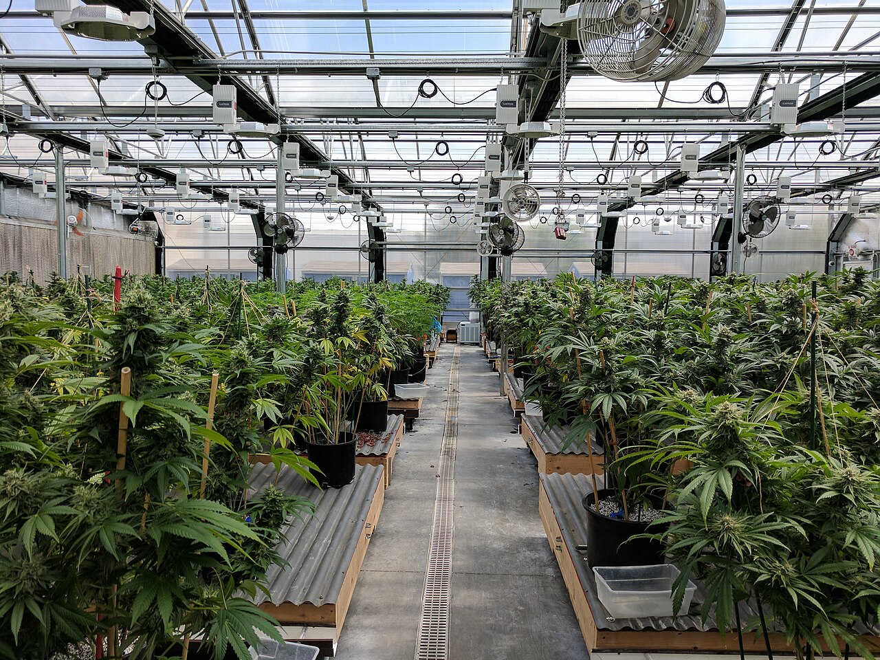 Pianta di cannabis