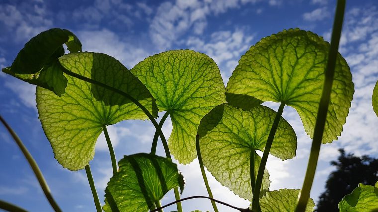 Centella asiatica