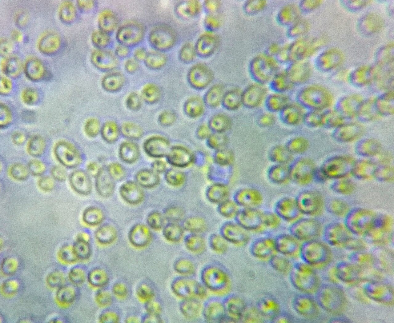 Candida al microscopio