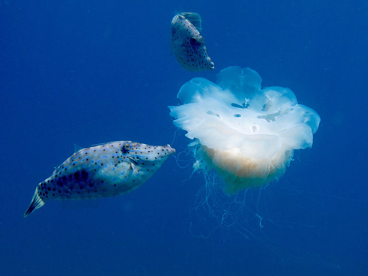 Medusa in mare