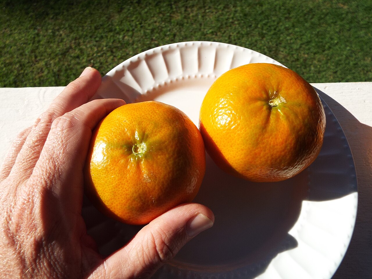 Alimenti per le difese immunitarie