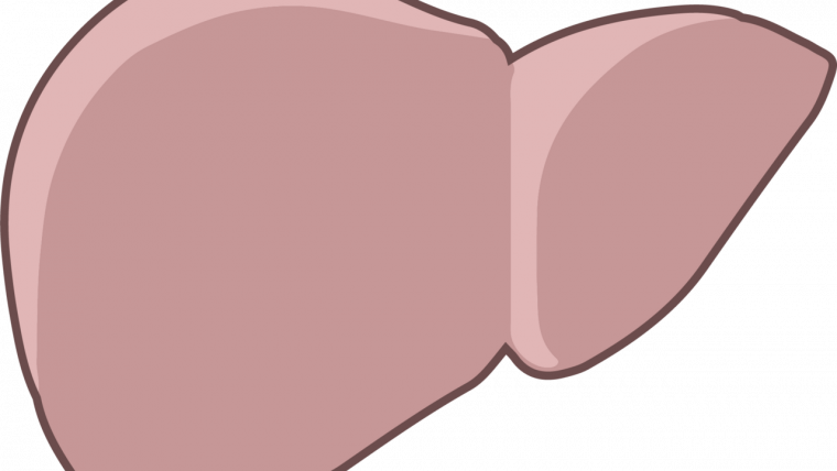 Anatomia del fegato
