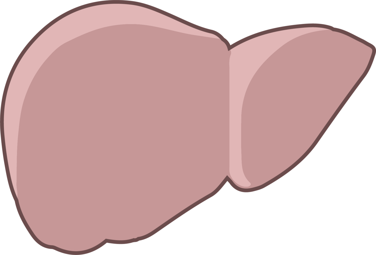 Anatomia del fegato