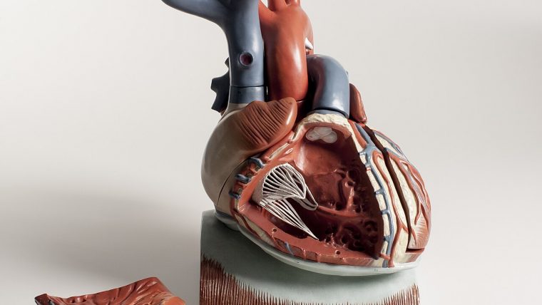 Cuore e stetoscopio