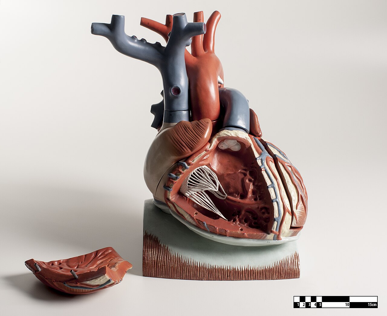 Cuore e stetoscopio