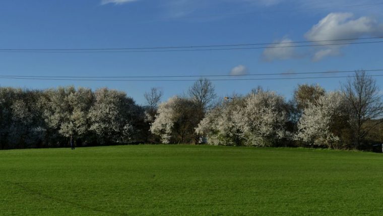 Primavera