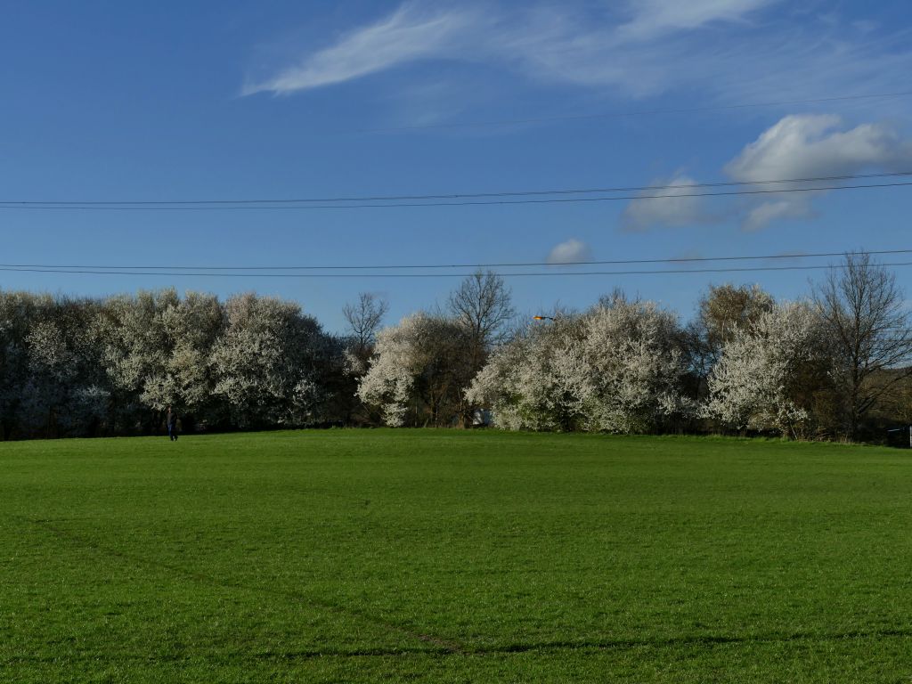 Primavera