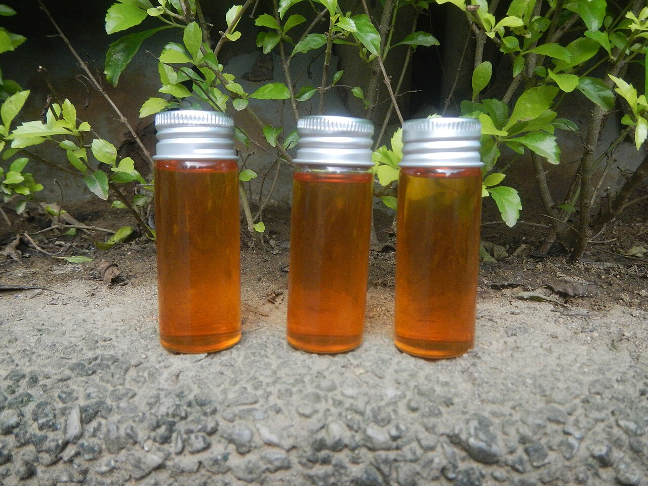 Olio di cocco