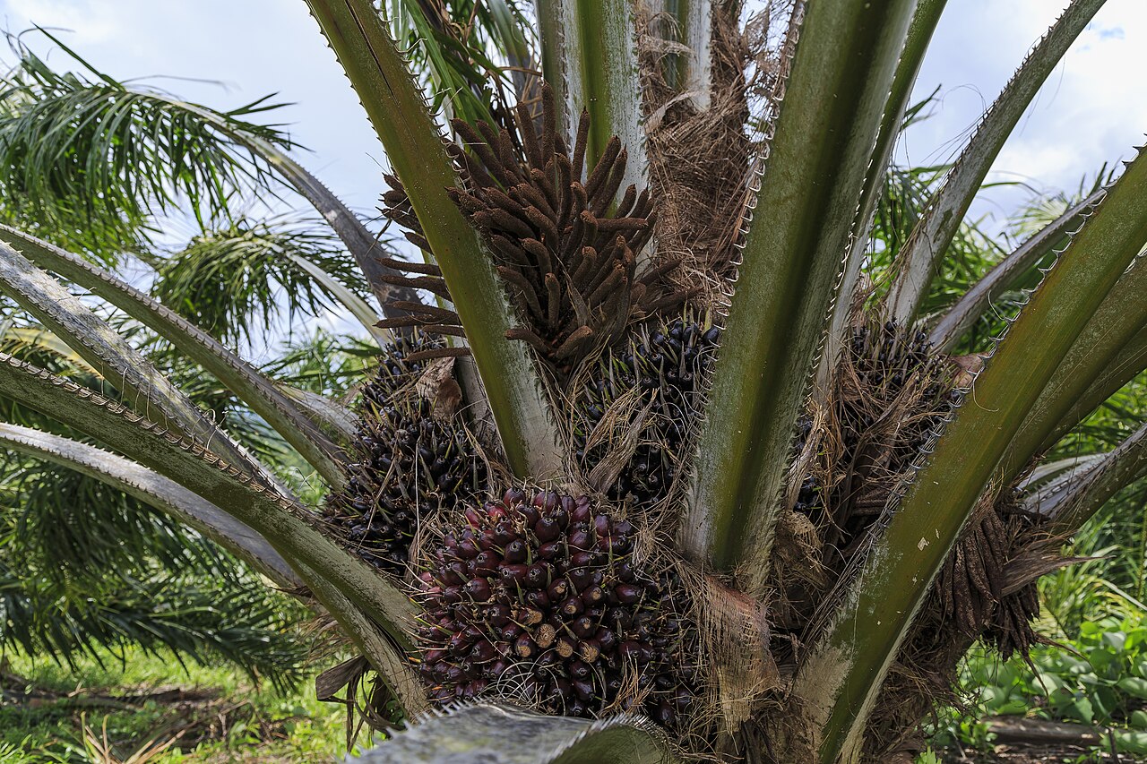 Olio di palma