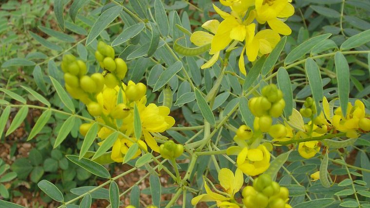 Senna, pianta lassativa