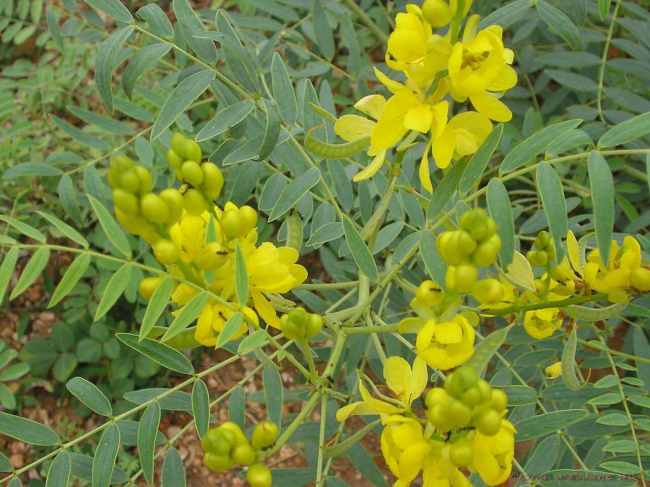 Senna, pianta lassativa