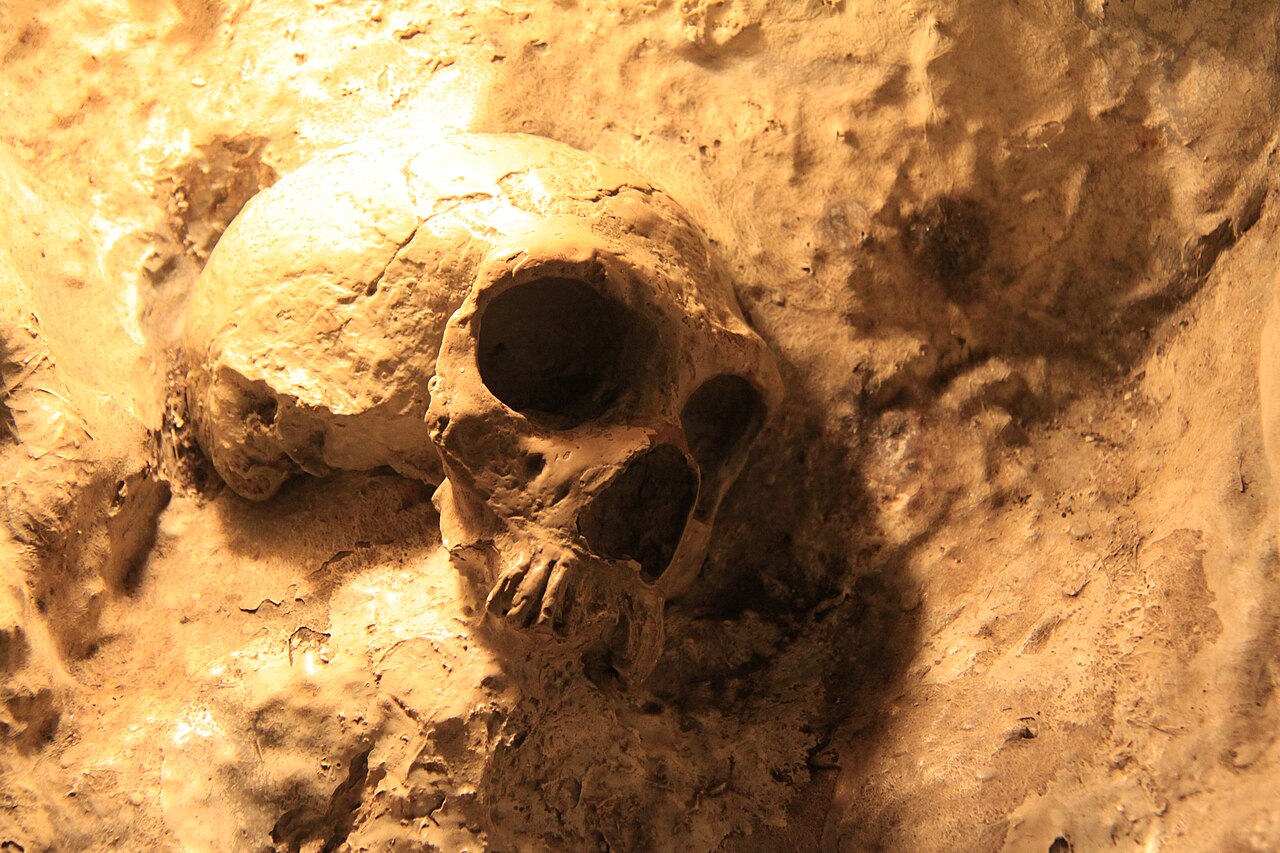 Cranio di Neanderthal