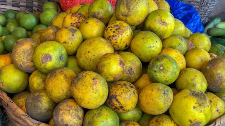 Agrumi ricchi di vitamina C